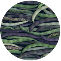 Illustration of green bean varieties